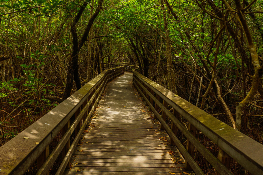 wooden foot bridge for traveling through dense forest
